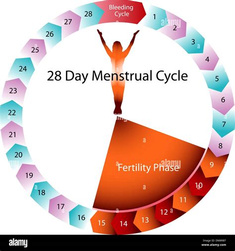 Chart Of Menstrual Cycle And Ovulation