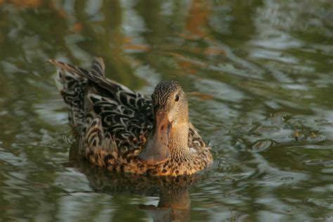 Free picture: northern shoveler, female, duck, anas clypeata