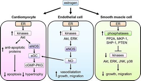 Estrogen Receptor Signaling Pathway