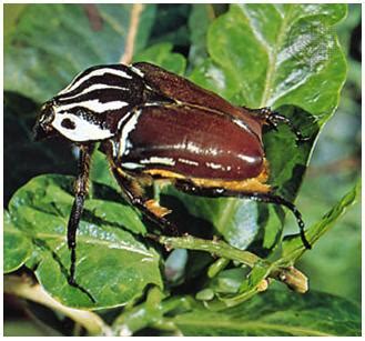 a Goliath beetle : Biological Science Picture Directory – Pulpbits.net