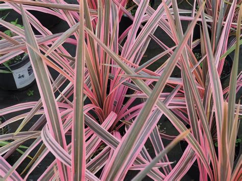 Cordyline Australis Southern Splendour 5L – Blue Diamond Garden Centre Ltd