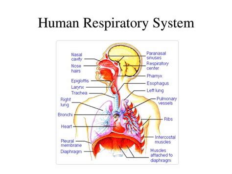 de Labeled Diagram Of The Respiratory System Of A Human jan labeled ...