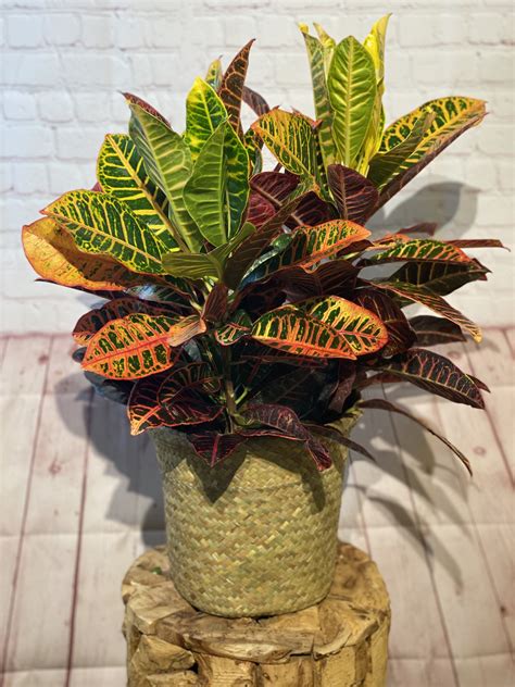 Croton Plant in Chicago, IL | Leo's Metropolitan Florist