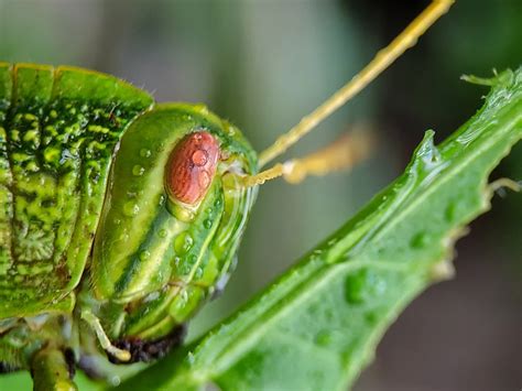 Eyes of a giant grasshopper! | Smithsonian Photo Contest | Smithsonian ...