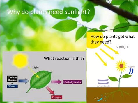 PPT - Why do plants need sunlight? PowerPoint Presentation, free download - ID:2374110