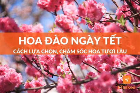 Cách Lựa Chọn, Chăm Sóc Hoa Đào Ngày Tết Tươi Lâu – bTaskee