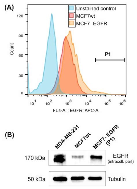 IJMS | Free Full-Text | EGFR Transgene Stimulates Spontaneous Formation of MCF7 Breast Cancer ...