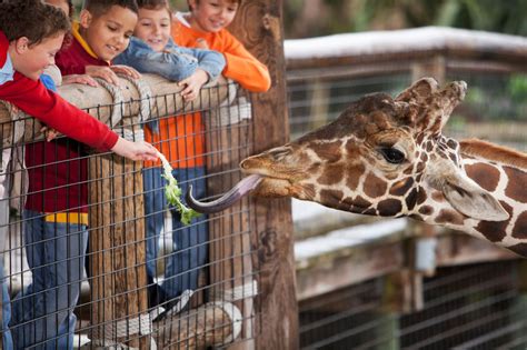 How interacting with animals makes children more sociable