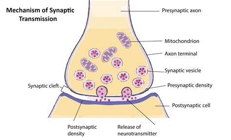 Synaptic Transmission Diagram