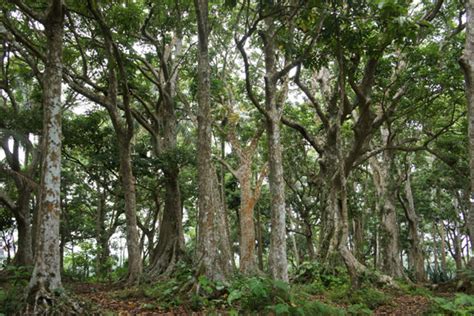 We're planting the wrong trees and it's making typhoon damage worse | Pacifiqa