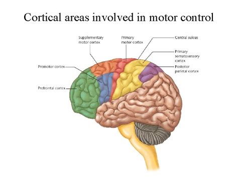 Motor cortex Organization of motor cortex Motor cortical