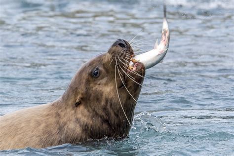 Can Killer Whales, Salmon, Seals, and Humans Coexist? | Wild Orca