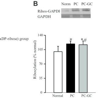 Protein expression of GAPDH in diabetes and effect of reversal of ...