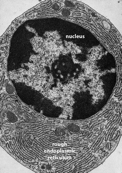 Smooth Endoplasmic Reticulum Microscope