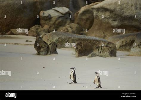 Boulders Beach Penguins Stock Photo - Alamy