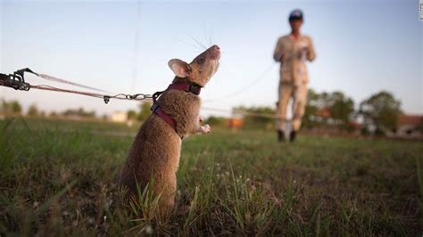 'Hero rats' sniff out landmines - CNN Video