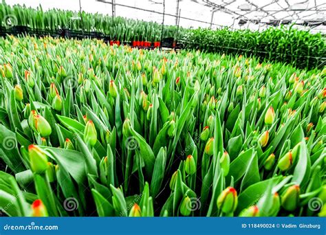 Industrial Cultivation Of Flowers Tulips In Big Greenhouse Stock Photo - Image of cultivate ...