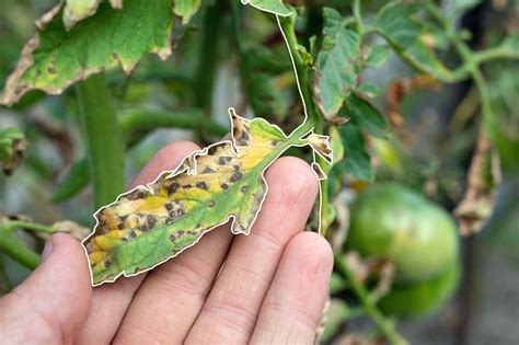 Mother Nature Garden Centre-Common Tomato Pests in Powell River-damage from pests on tomato ...