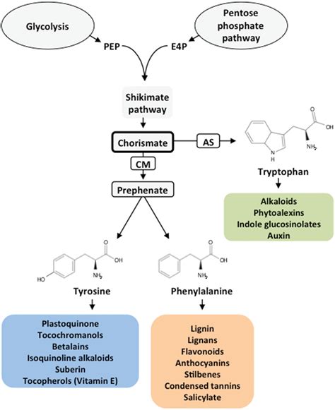 Frontiers | Biosynthesis and Metabolic Fate of Phenylalanine in Conifers