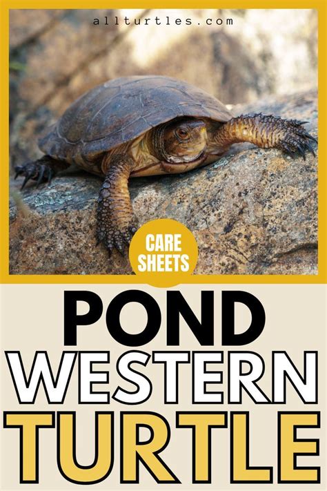 Western Pond Turtle Care Sheets (Family, Genus, Binomial Name, Type ...