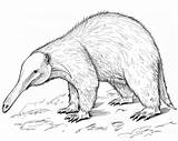 Anteater Coloring Pages  Free Printable sketch template