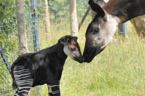 Baby okapi born at Chester Zoo may help preserve rare species