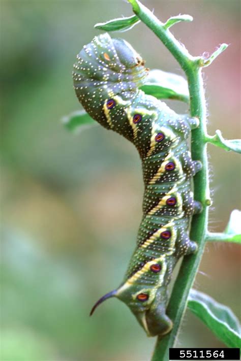 tomato hornworm (Manduca quinquemaculata)