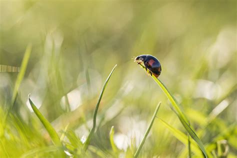 Where have all the ladybugs gone? Scientists worry as non-pest insect population dwindles