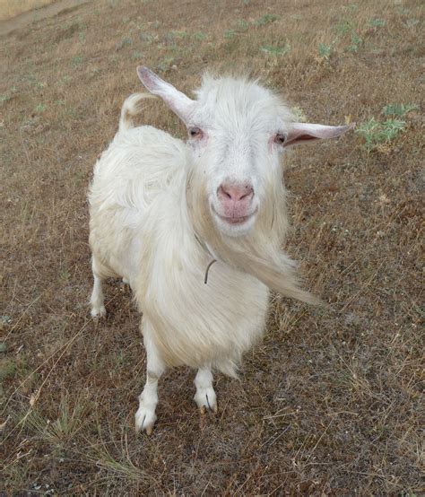 Fil:Domestic goat smile 2009 G1.jpg - Wikipedia