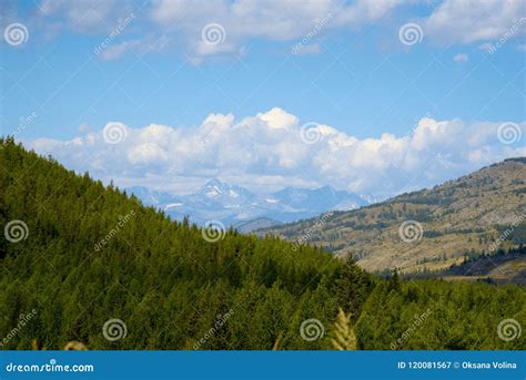 Wildlife Altai. the Trees, Mountains and Sky with Clouds in Summer ...