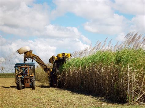 Sugar Cane Harvesting Free Photo Download | FreeImages