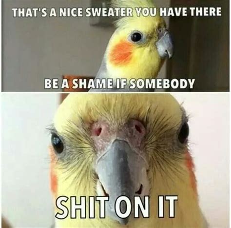 Image result for cockatiel memes | Funny parrots, Cockatiel, Funny birds