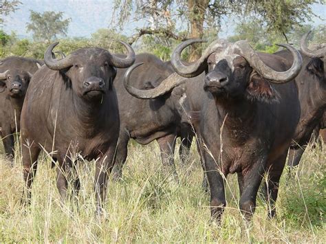 African Buffalo - fearsome member of the Big Five