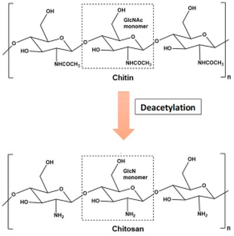 Life | Free Full-Text | Chitosan: An Autocidal Molecule of Plant Pathogenic Fungus