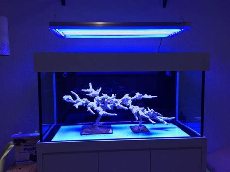 Verzweigtes Aquascape. Minimulist Riffaquarium Design. | Reef tank design, Reef tank, Reef tank ...