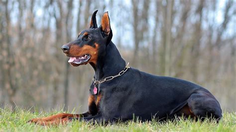 Doberman Lab Mix: Personality, Temperament, Health Issues, Facts