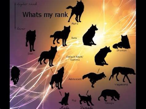 Wolf Pack Hierarchy Chart