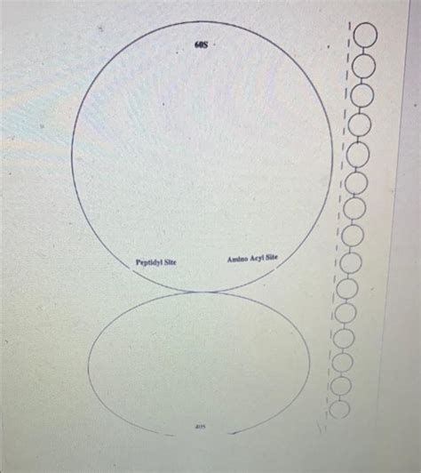 Solved Transcription: The following is a DNA template. Use | Chegg.com