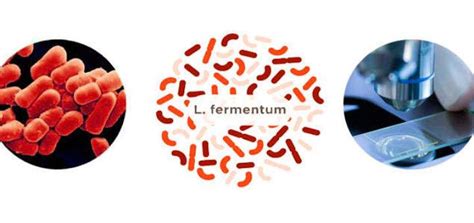 Lactobacillus Fermentum: Learn about the properties and benefits of the ...