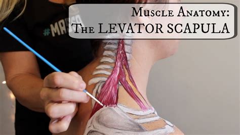 Levator Scapulae Cadaver