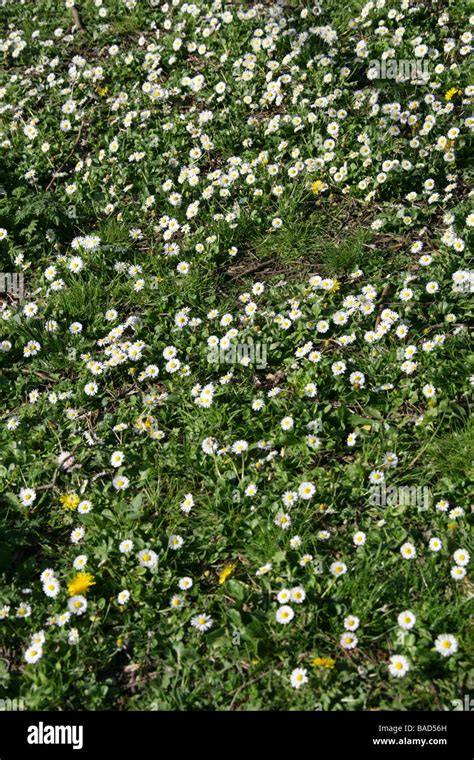 Common Daisy, Lawn Daisy or English Daisy, Bellis perennis, Asteraceae. UK Stock Photo - Alamy