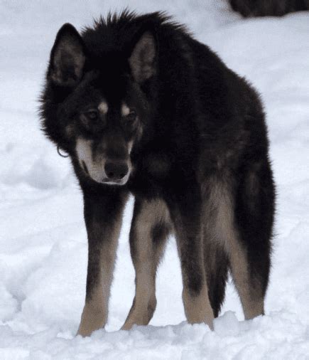 The Black wolf dog hybrid - 10 Dog Breeds That Looks Like Wolves