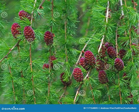 Many Larch Cones on European Larch, Close Up Stock Image - Image of ...