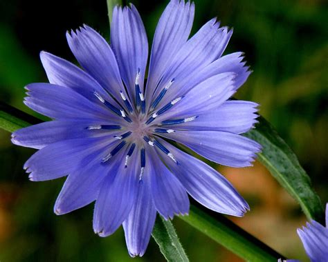 "Chicory Flower" by mercale | Redbubble