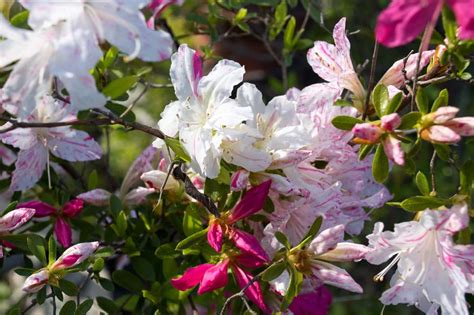 Some notes on shopping for azalea bonsai - Bonsai Tonight