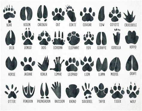 Footprint Tattoo, Footprint Art, Dingo Dog, Animal Footprints, Scrapbooking Digital, Animal ...