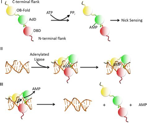 Ligase Dna - LIG4 - Wikipedia - jamaicahomebuilders