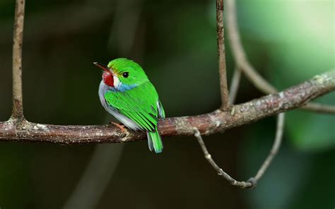 Bird Cuban Tody Hummingbird Wildlife Wallpaper - Resolution:1920x1200 ...