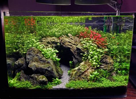 Xz's 3ft High tech + low tech nano experiments - The Planted Tank Forum ...