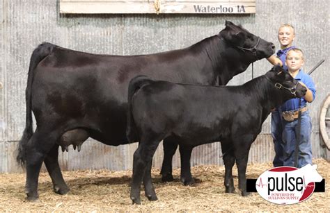 Gelbvieh Junior Classic | Bred and Owned Cow/Calf Pair | The Pulse